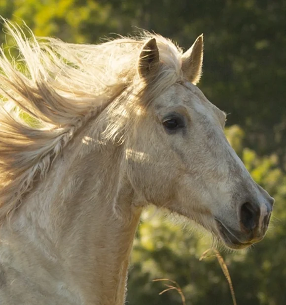 Blondie Guy Fawkes Heritage Horse - Australian Brumby