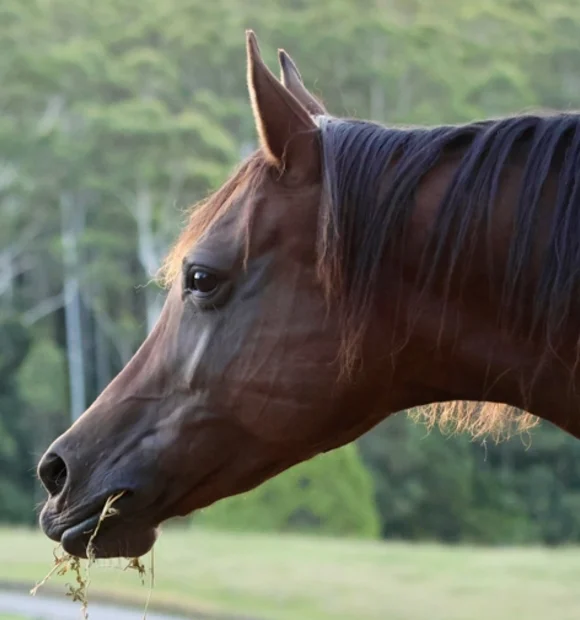 Epona -Arabian Horse
