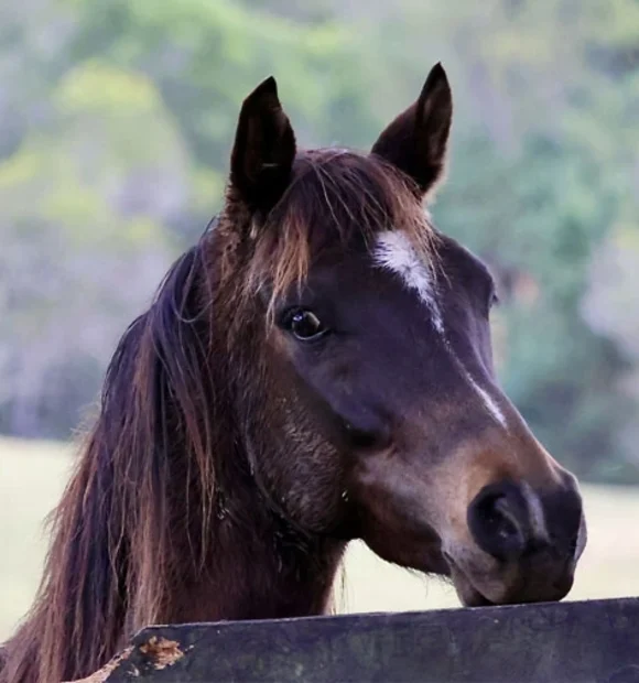 Nino - Arabian Horse