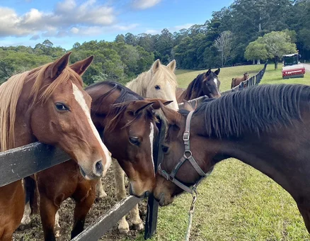 Horsemanship observations, herd friendships.