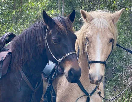 Australian Brumbies Trekking Horses 