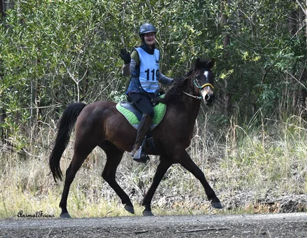 Endurance Horse Riding NSW