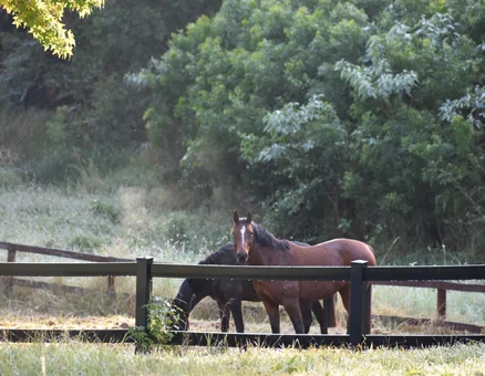 Horse Holiday Farm BYO Horse