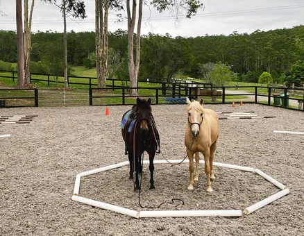 Horsemanship Program Australian Brumbies