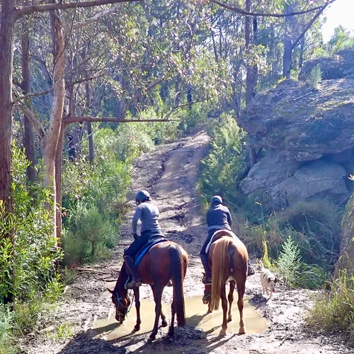 Forest Horse Riding Opposite Farm