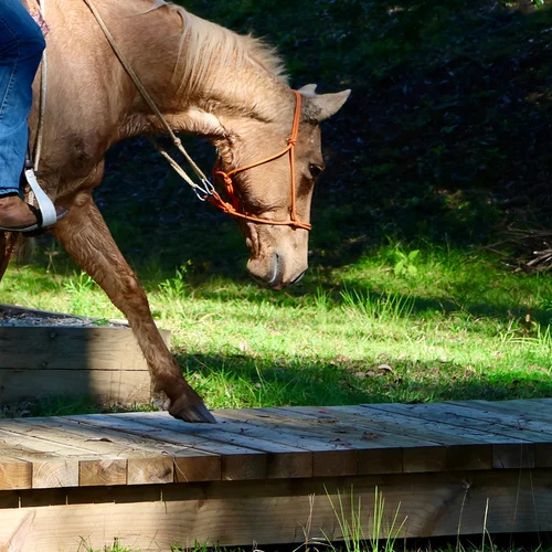 Mountain Trail Obstacle Course