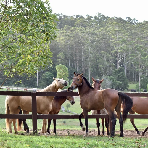 Horsemanship Retreat - Horse Psychology