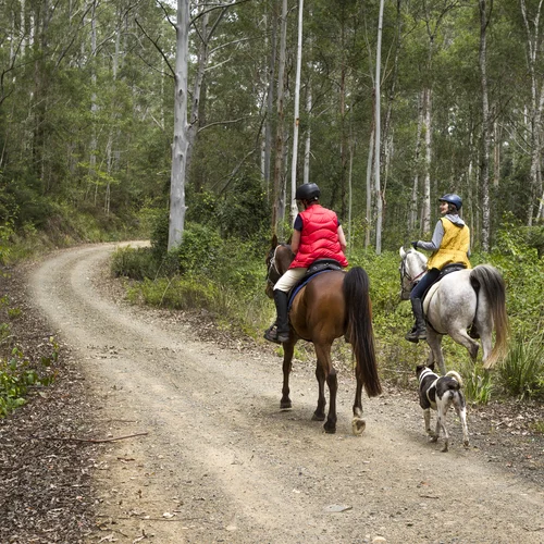 Forest Horse Riding Trails NSW Mid North Coast 