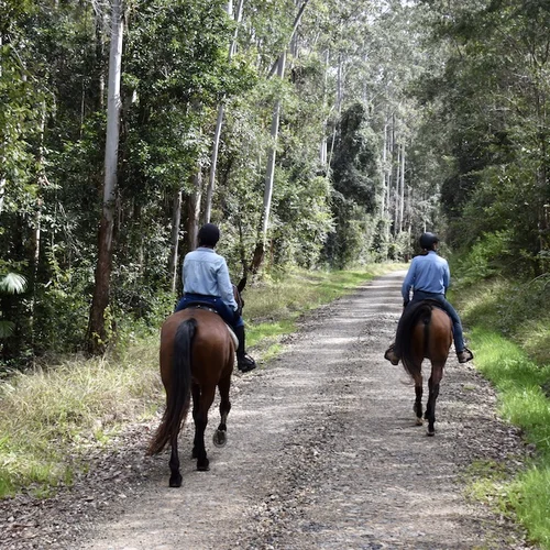 Horse Riding on NSW State Forest Trails Mid North Coast
