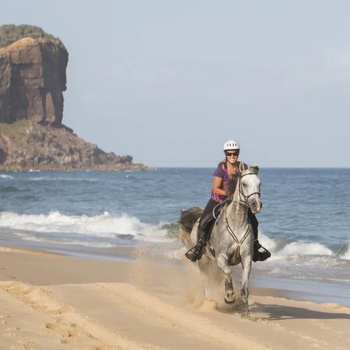 Port Macquarie Beach Horse Riding NSW Tours