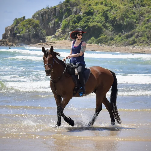 Australian Andalusian Trekking Holiday Horse  
