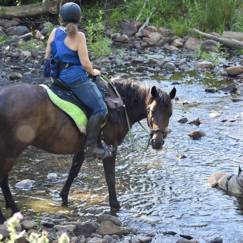 Brumby Horses and Australian Cattle Dog