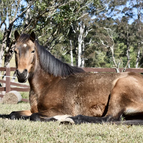 Resting Horse at Holiday Horse Farm near Port Macquarie  