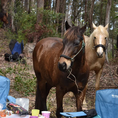 Horse Riding Tours Port Macquarie NSW Australia