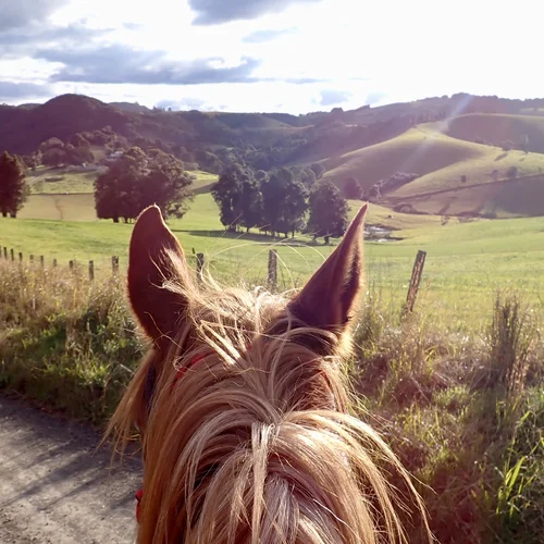Comboyne Plateau Hinterland Horse Tours near Port Macquarie NSW