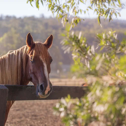 Arabian Horse BYO Holiday Stay NSW 