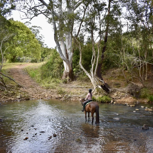 Creek Crossing Horse Riding Trails NSW