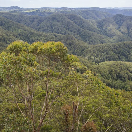 Comboyne Peak and Plateau NSW Hinterland Horse Tours