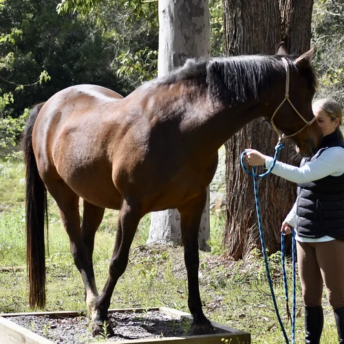 Mountain Trail Obstacle Course NSW Horsemanship