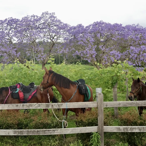 Arabian Trail Riding Horses and Brumby Winery Horse Tour NSW