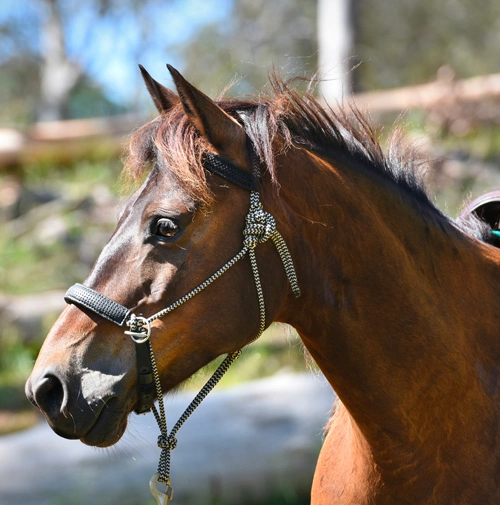 Dodge Guy Fawkes Heritage Horse - Australian Brumby