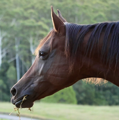 Epona -Arabian Horse