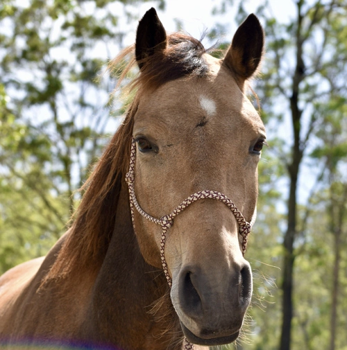 Kalypso Guy Fawkes Heritage Horse - Australian Brumby